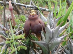 Orbea umbracula thin bud beginning